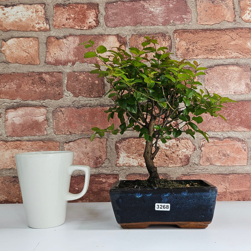 Bird Plum (Sageretia) Bonsai Tree | Broom | In 15cm Pot