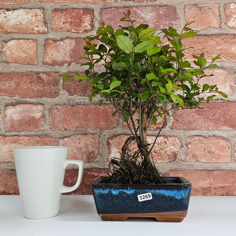 Bird Plum (Sageretia) Bonsai Tree | Broom | In 15cm Pot