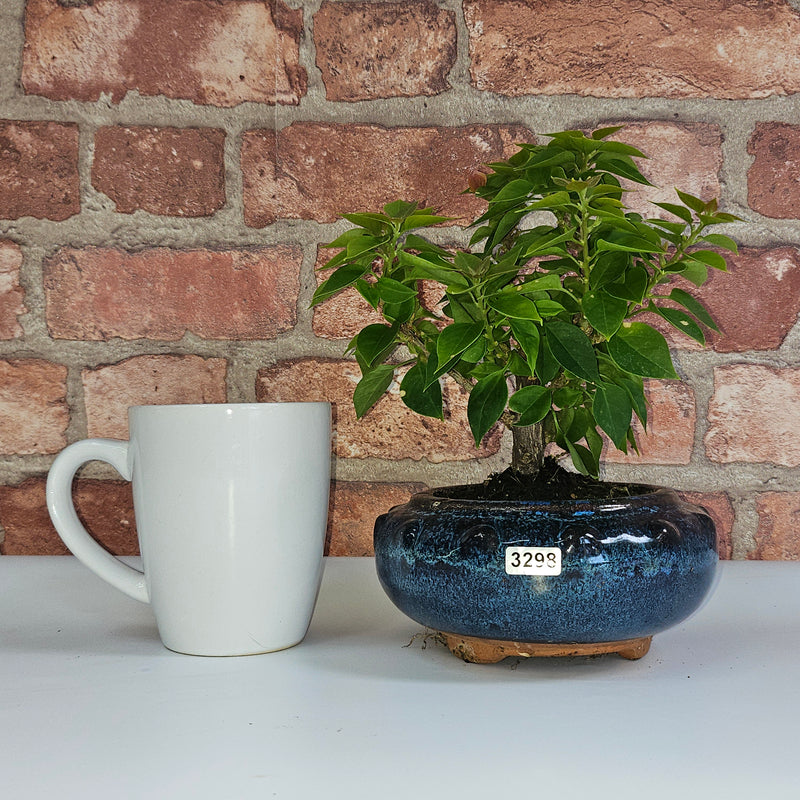 Bougainvillea Bonsai Tree | Broom | In 15cm Pot