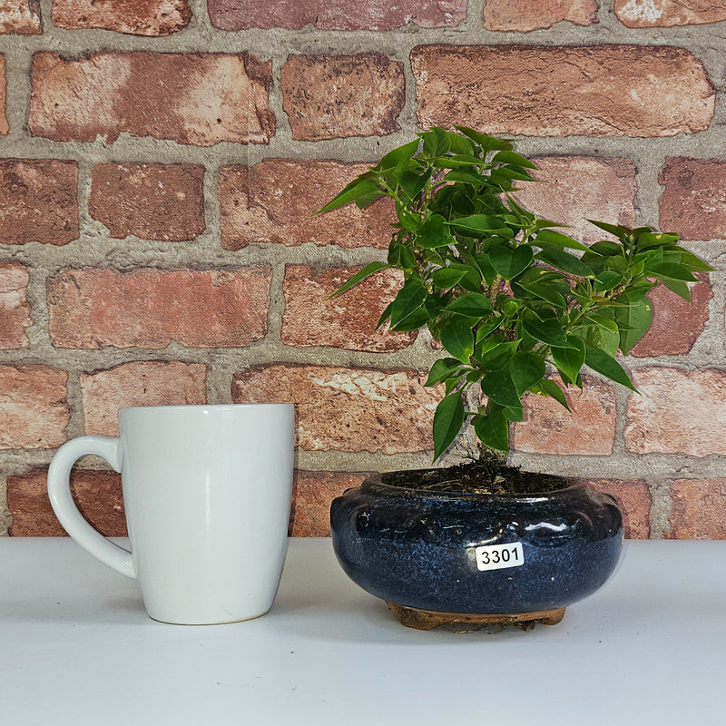 Bougainvillea Bonsai Tree | Broom | In 15cm Pot