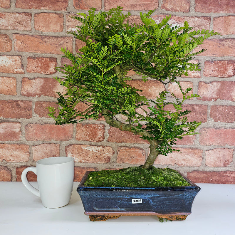 Chinese Pepper (Zanthoxylum Pipertum) Bonsai Tree | Shaped | In 25cm Pot