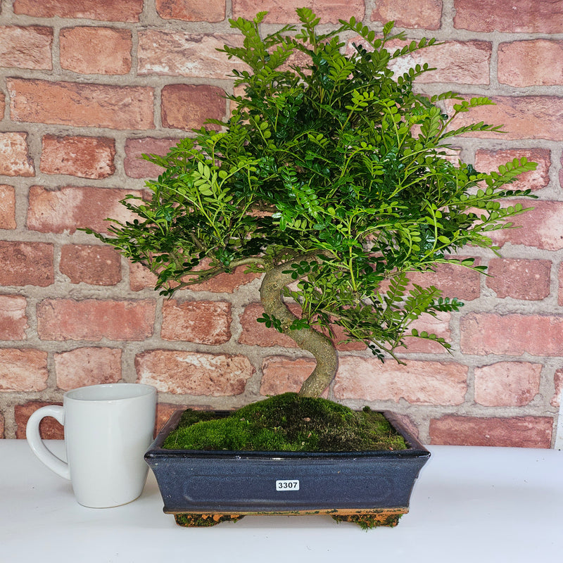 Chinese Pepper (Zanthoxylum Pipertum) Bonsai Tree | Shaped | In 25cm Pot