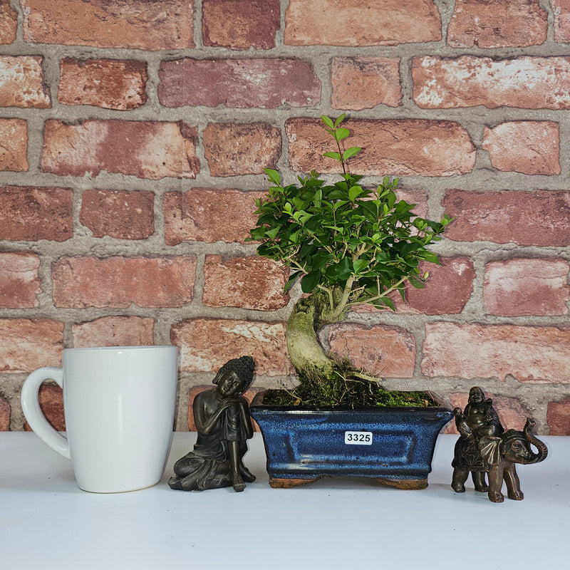 Chinese Privet (Ligustrum Sinense) Bonsai Tree | Broom | In 15cm Pot