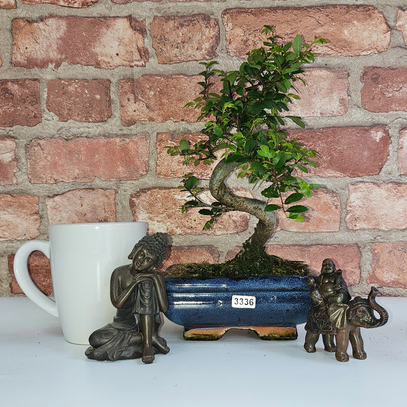 Chinese Elm (Ulmus Parvifolia) Bonsai Tree | Shaped | In 15cm Pot