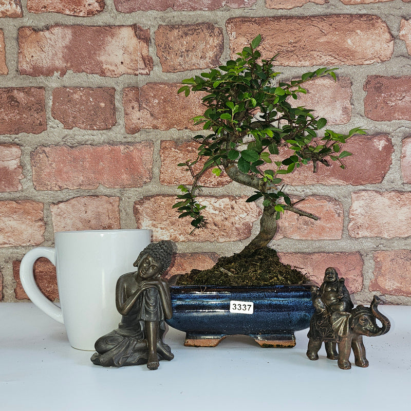 Chinese Elm (Ulmus Parvifolia) Bonsai Tree | Shaped | In 15cm Pot