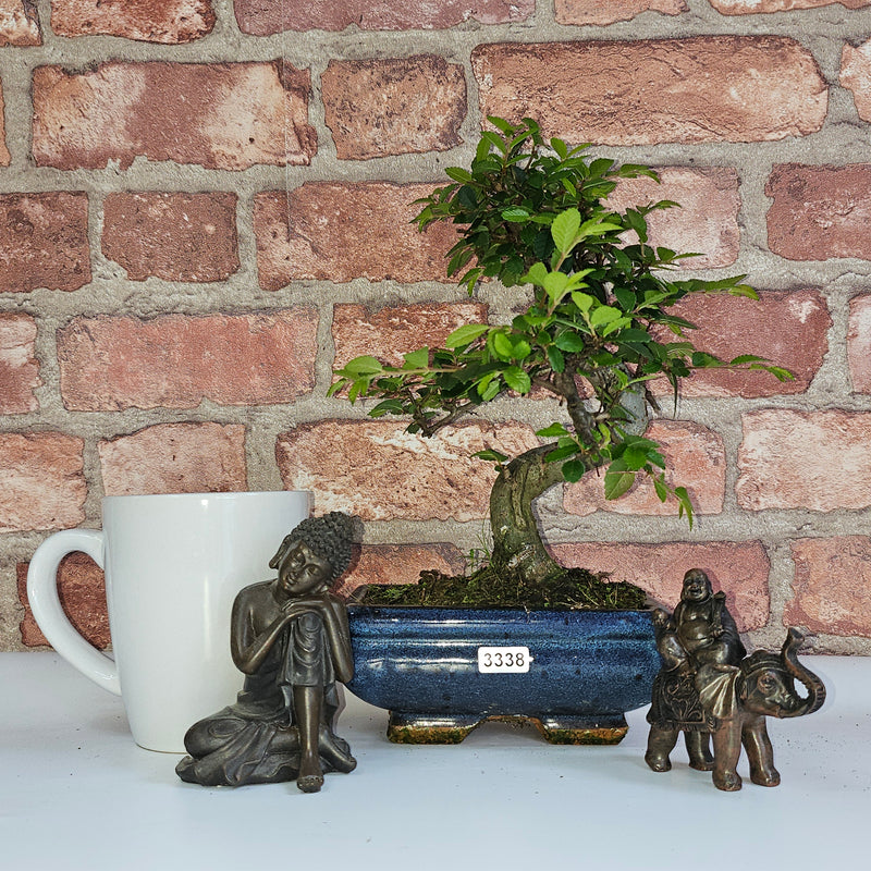 Chinese Elm (Ulmus Parvifolia) Bonsai Tree | Shaped | In 15cm Pot