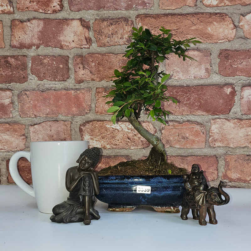 Chinese Elm (Ulmus Parvifolia) Bonsai Tree | Shaped | In 15cm Pot