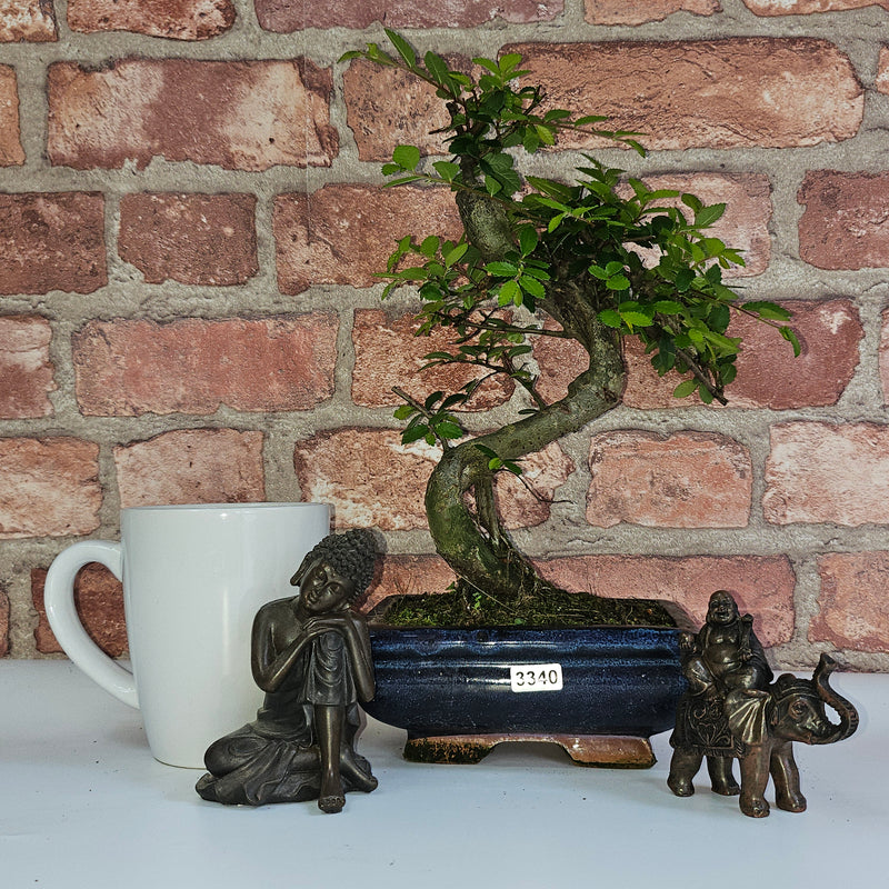 Chinese Elm (Ulmus Parvifolia) Bonsai Tree | Shaped | In 15cm Pot