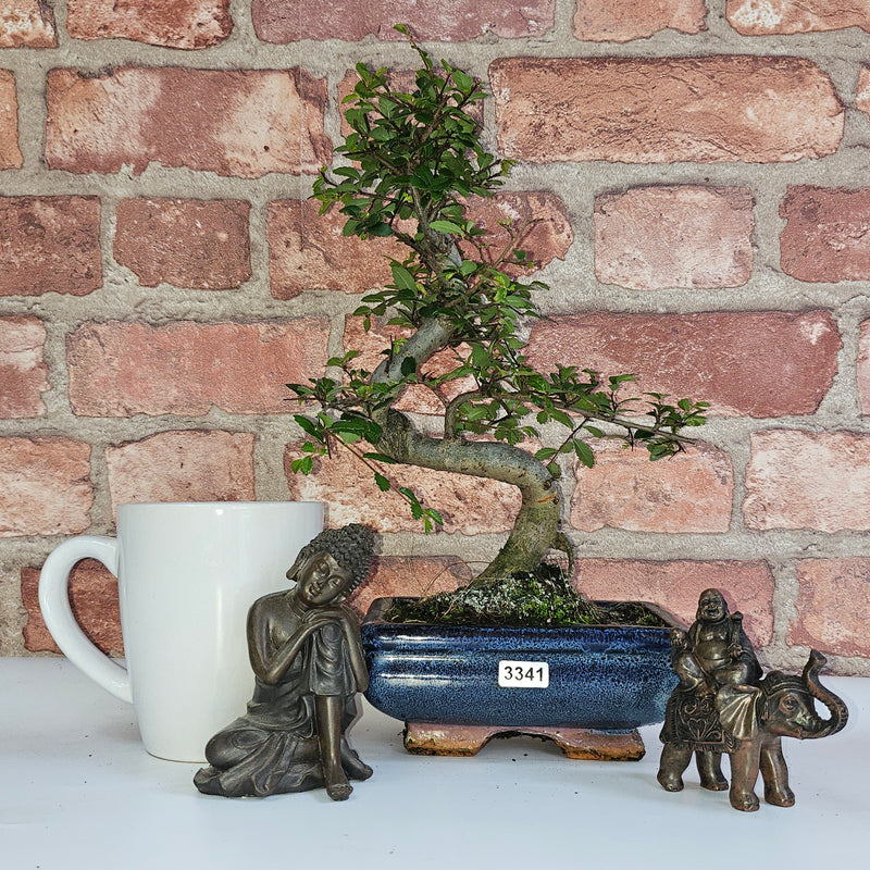 Chinese Elm (Ulmus Parvifolia) Bonsai Tree | Shaped | In 15cm Pot