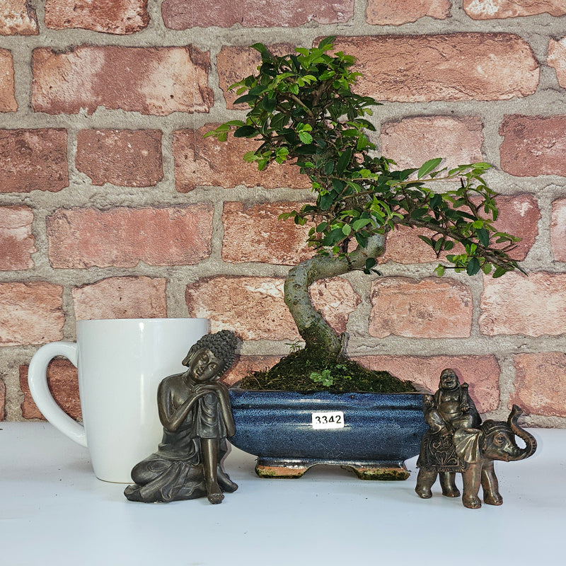 Chinese Elm (Ulmus Parvifolia) Bonsai Tree | Shaped | In 15cm Pot