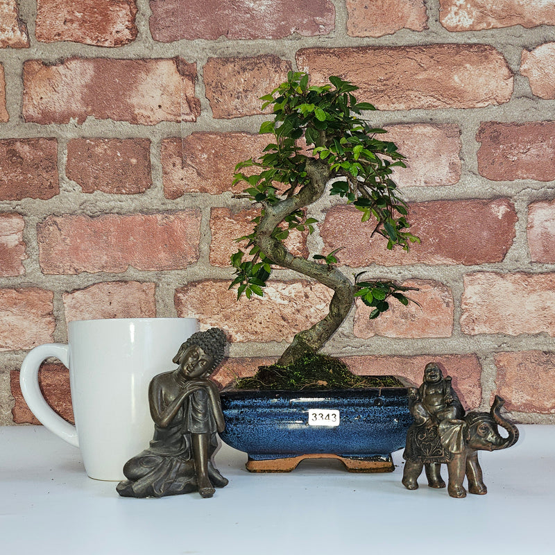 Chinese Elm (Ulmus Parvifolia) Bonsai Tree | Shaped | In 15cm Pot