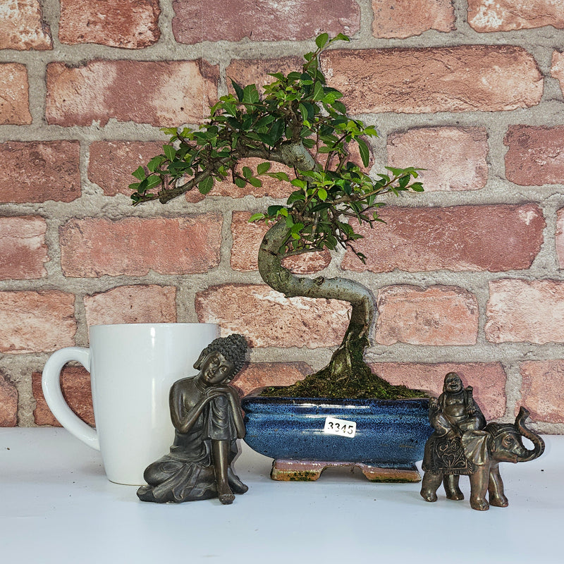 Chinese Elm (Ulmus Parvifolia) Bonsai Tree | Shaped | In 15cm Pot