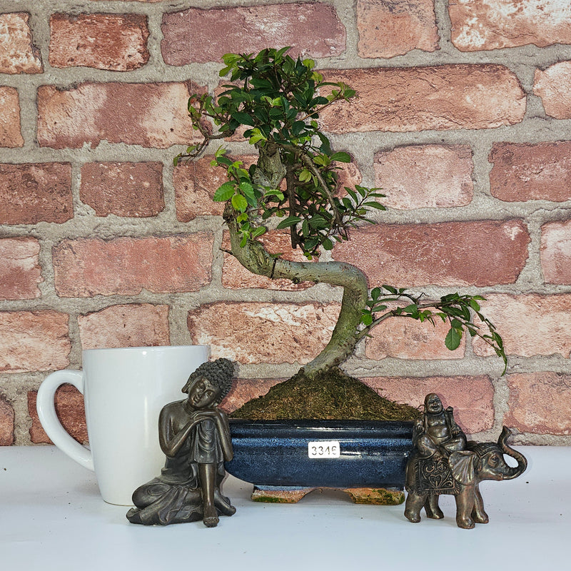 Chinese Elm (Ulmus Parvifolia) Bonsai Tree | Shaped | In 15cm Pot