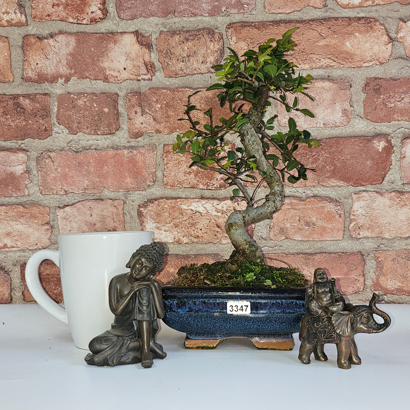 Chinese Elm (Ulmus Parvifolia) Bonsai Tree | Shaped | In 15cm Pot