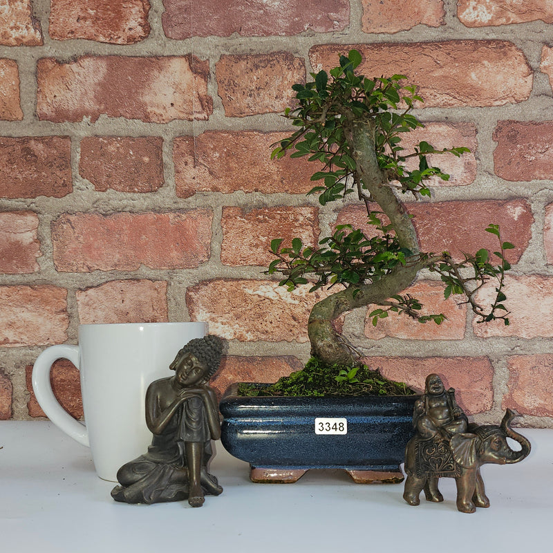 Chinese Elm (Ulmus Parvifolia) Bonsai Tree | Shaped | In 15cm Pot