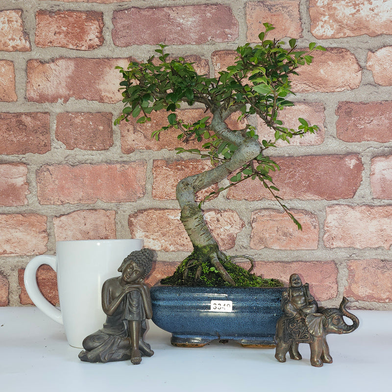 Chinese Elm (Ulmus Parvifolia) Bonsai Tree | Shaped | In 15cm Pot