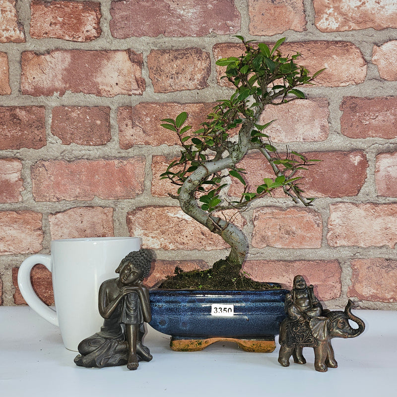 Chinese Elm (Ulmus Parvifolia) Bonsai Tree | Shaped | In 15cm Pot