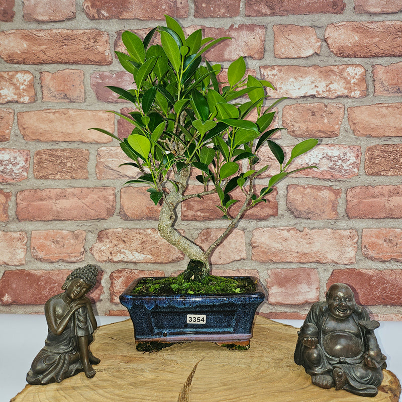 Ficus Microcarpa (Banyan Fig) Indoor Bonsai Tree | Shaped | In 15cm Pot