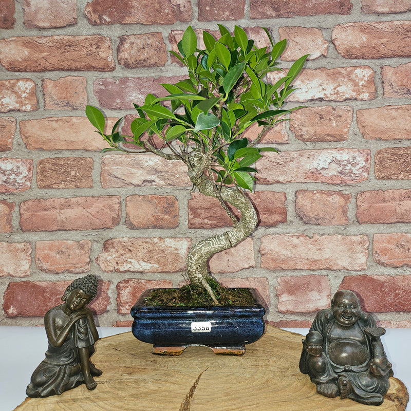 Ficus Microcarpa (Banyan Fig) Indoor Bonsai Tree | Shaped | In 15cm Pot