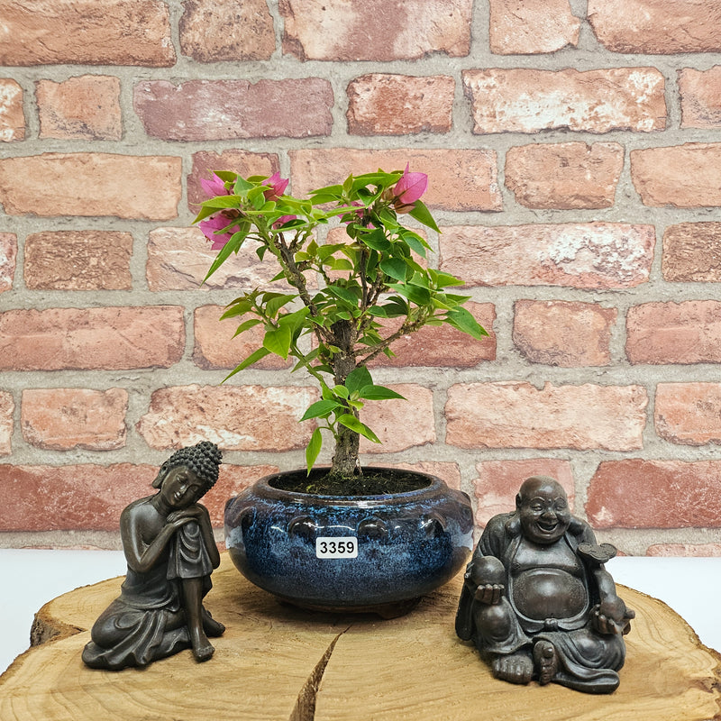 Bougainvillea Bonsai Tree | Broom | In 15cm Pot