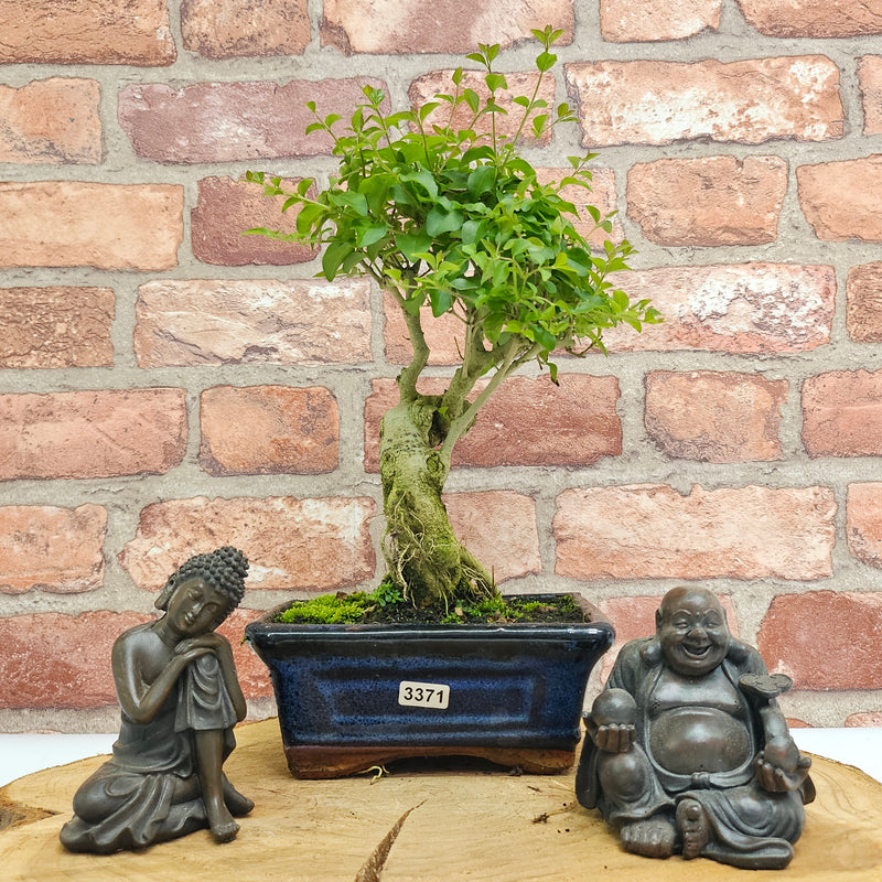 Chinese Privet (Ligustrum Sinense) Bonsai Tree | Broom | In 15cm Pot