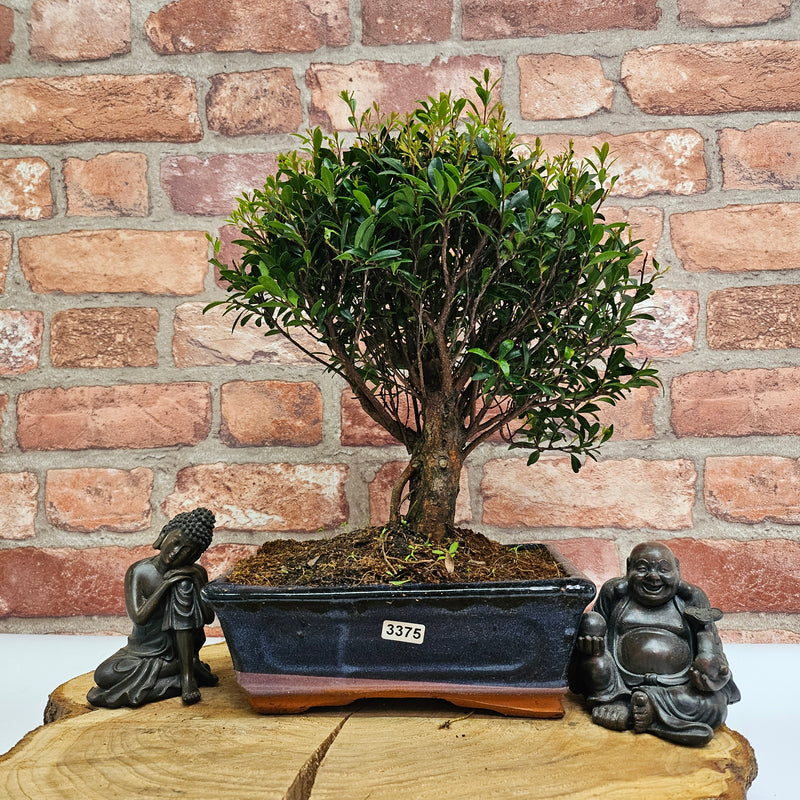 Brush Cherry (Syzygium) Bonsai Tree | Broom | In 20cm Pot