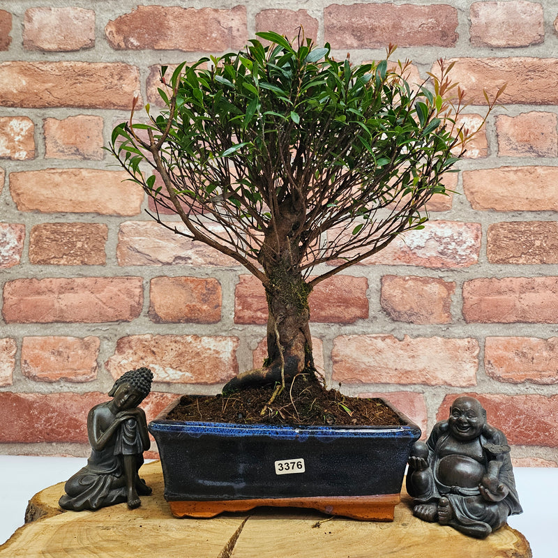 Brush Cherry (Syzygium) Bonsai Tree | Broom | In 20cm Pot