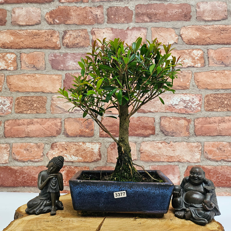 Brush Cherry (Syzygium) Bonsai Tree | Broom | In 20cm Pot