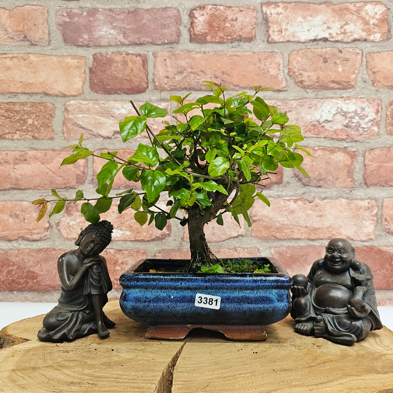 Bird Plum (Sageretia) Bonsai Tree | Broom | In 15cm Pot