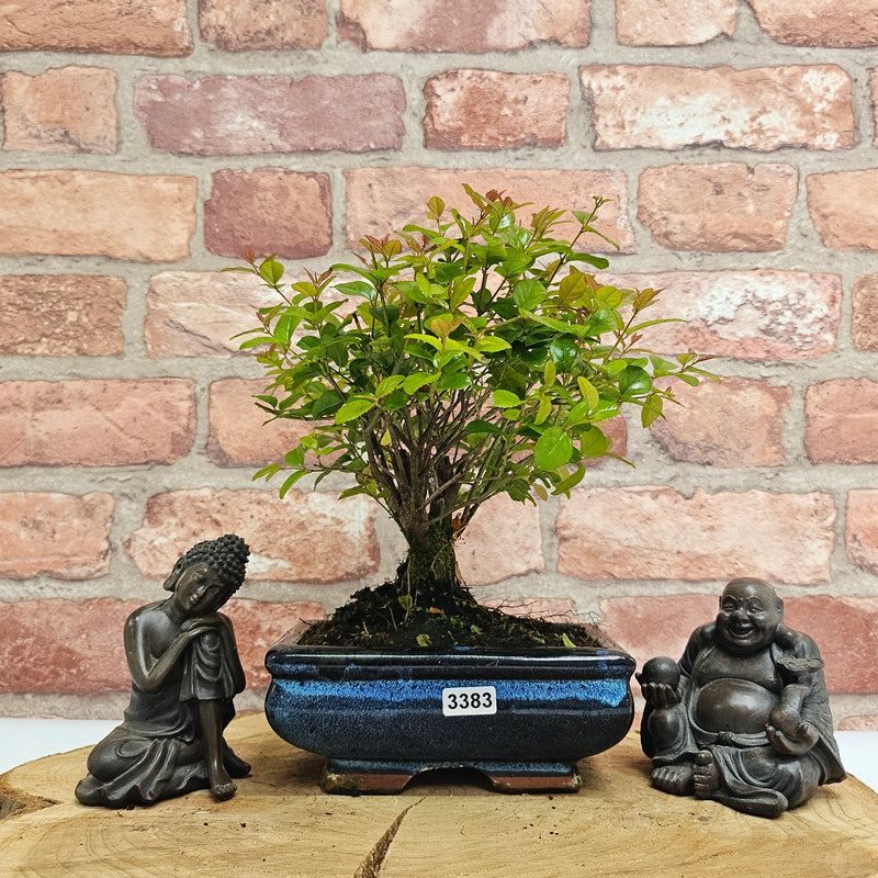 Bird Plum (Sageretia) Bonsai Tree | Broom | In 15cm Pot