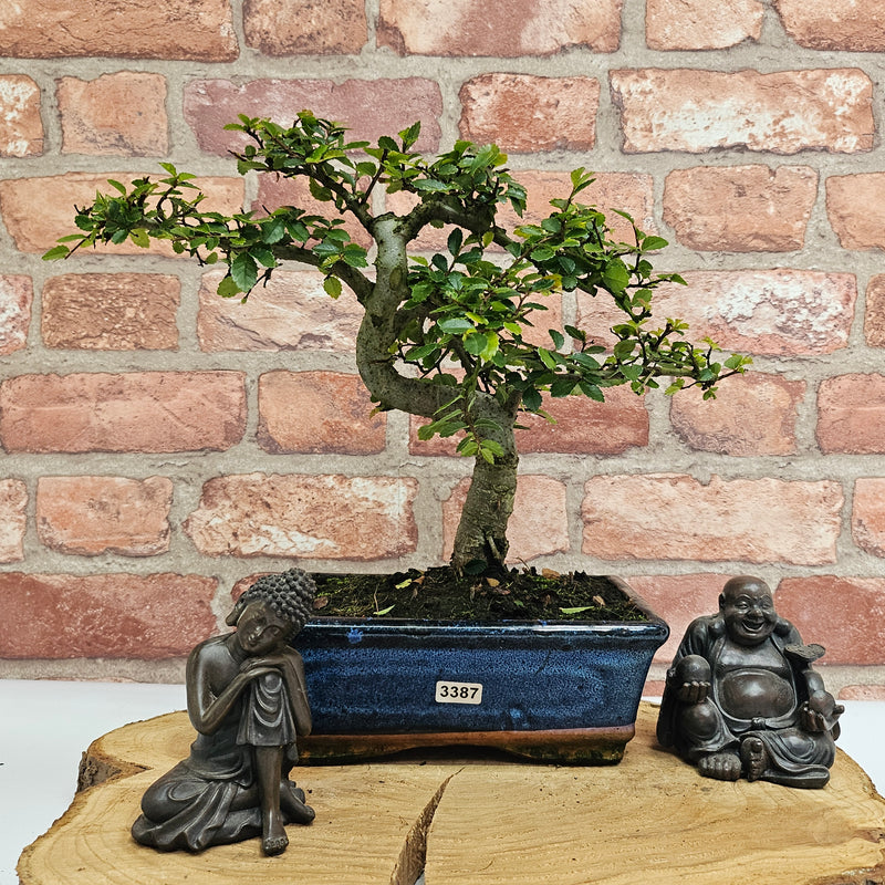 Chinese Elm (Ulmus Parvifolia) Bonsai Tree | Shaped | In 20cm Pot