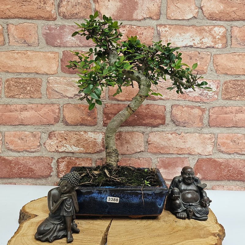 Chinese Elm (Ulmus Parvifolia) Bonsai Tree | Shaped | In 20cm Pot