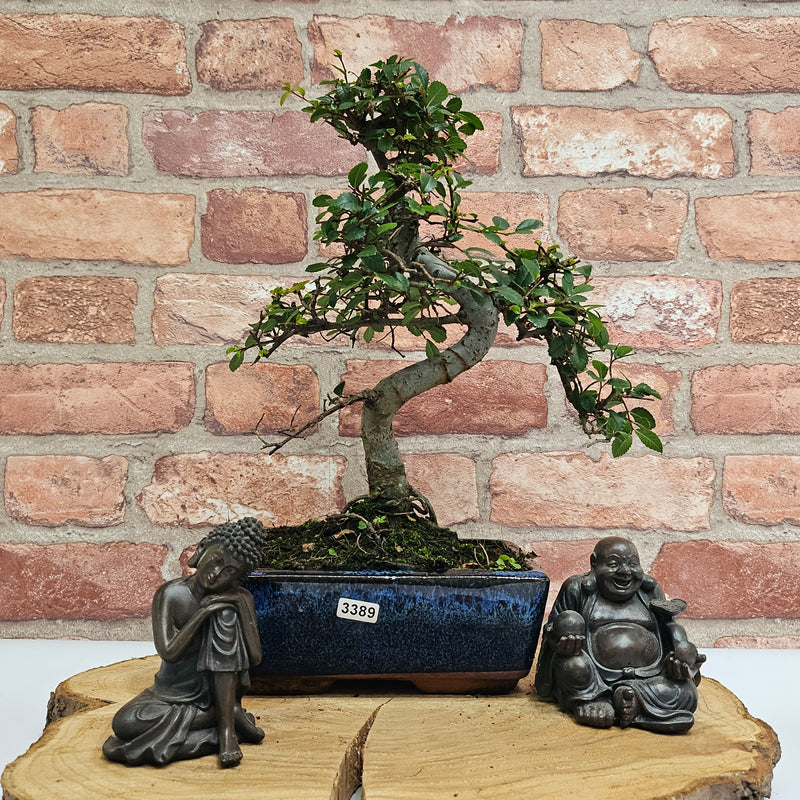 Chinese Elm (Ulmus Parvifolia) Bonsai Tree | Shaped | In 20cm Pot