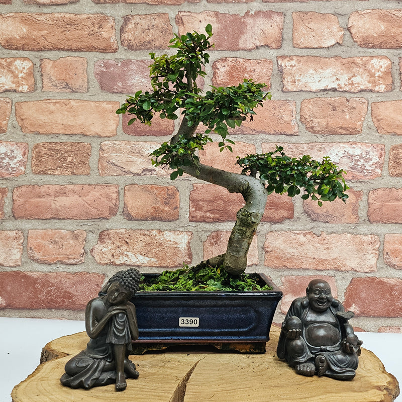 Chinese Elm (Ulmus Parvifolia) Bonsai Tree | Shaped | In 20cm Pot