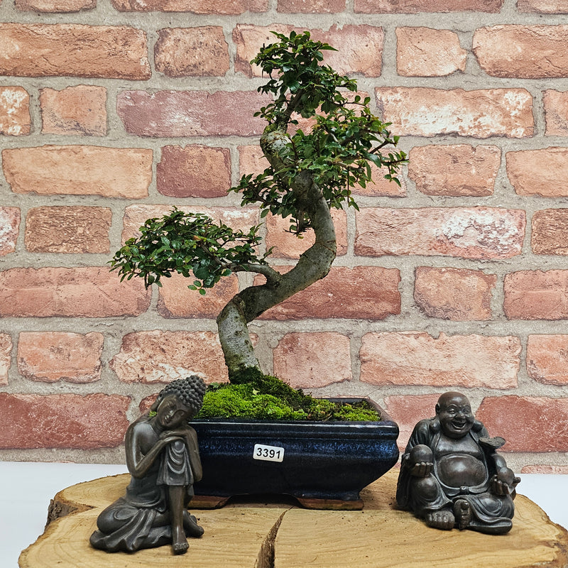 Chinese Elm (Ulmus Parvifolia) Bonsai Tree | Shaped | In 20cm Pot