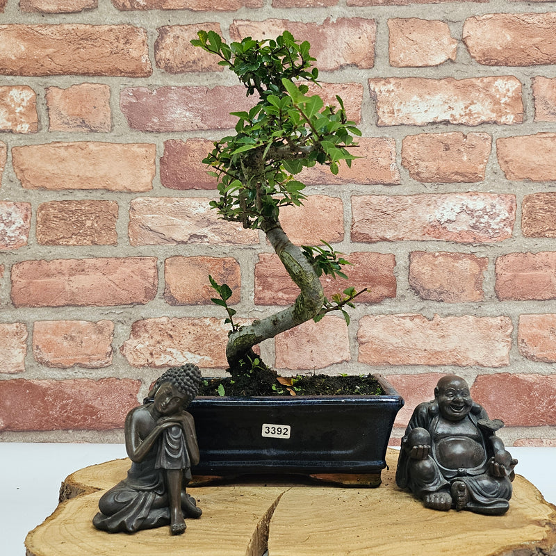 Chinese Elm (Ulmus Parvifolia) Bonsai Tree | Shaped | In 20cm Pot