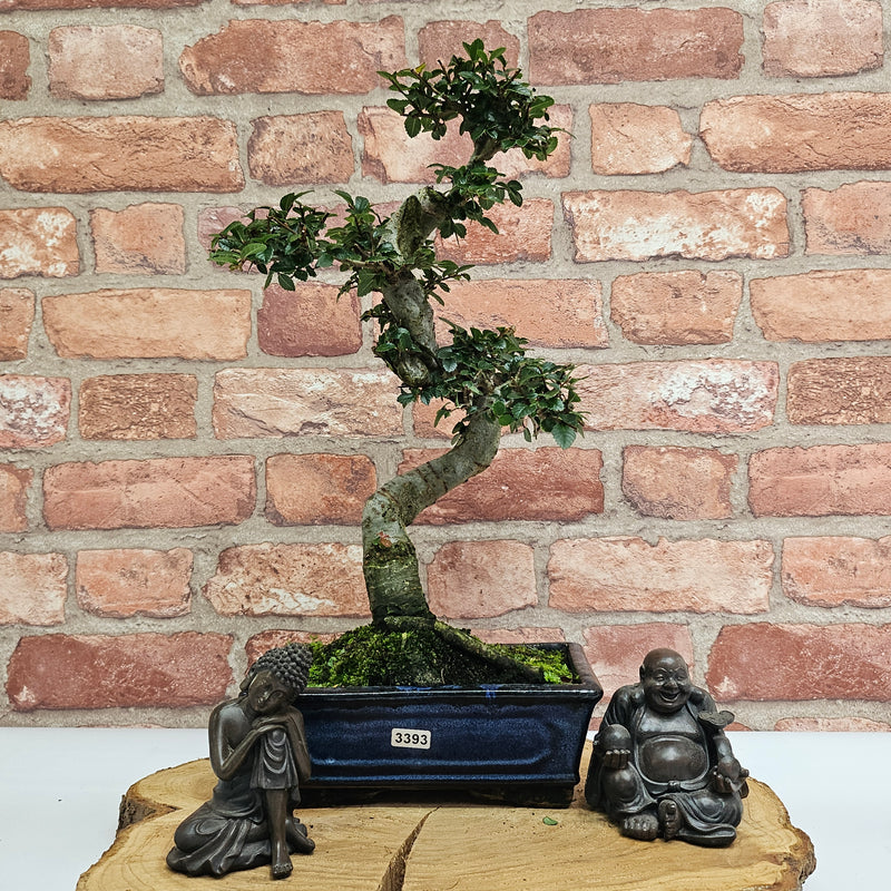 Chinese Elm (Ulmus Parvifolia) Bonsai Tree | Shaped | In 20cm Pot