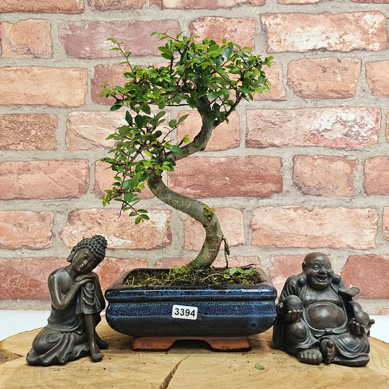 Chinese Elm (Ulmus Parvifolia) Bonsai Tree | Shaped | In 15cm Pot