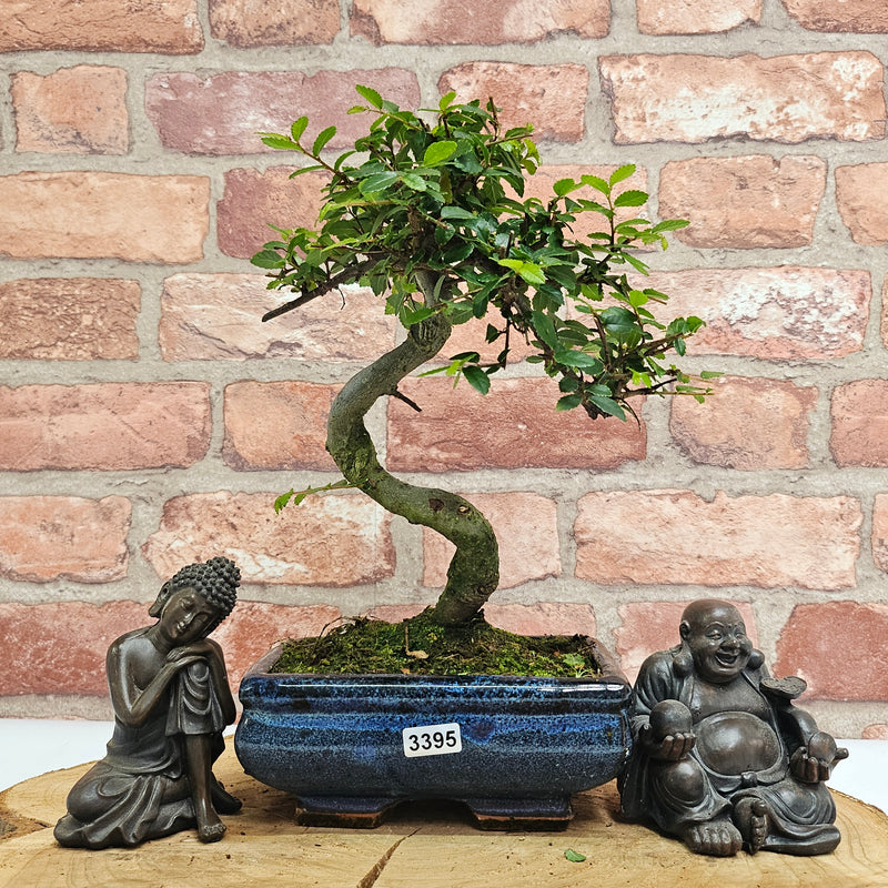 Chinese Elm (Ulmus Parvifolia) Bonsai Tree | Shaped | In 15cm Pot