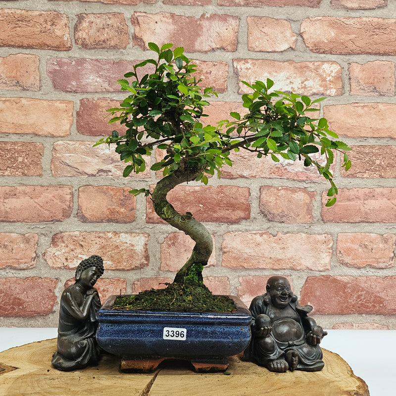 Chinese Elm (Ulmus Parvifolia) Bonsai Tree | Shaped | In 15cm Pot