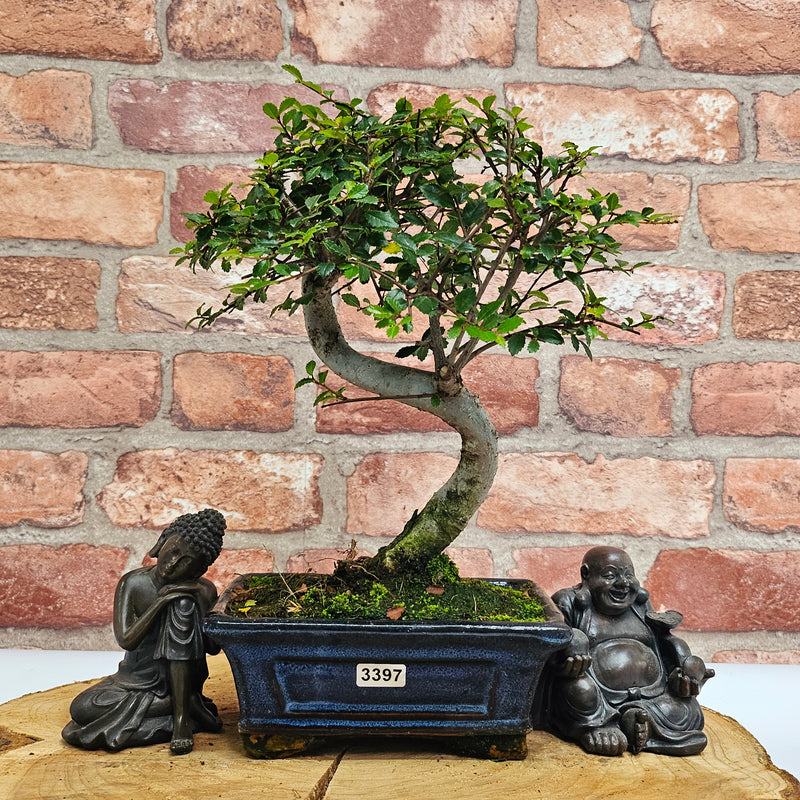 Chinese Elm (Ulmus Parvifolia) Bonsai Tree | Shaped | In 15cm Pot