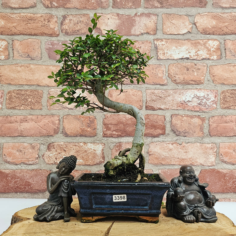 Chinese Elm (Ulmus Parvifolia) Bonsai Tree | Shaped | In 15cm Pot