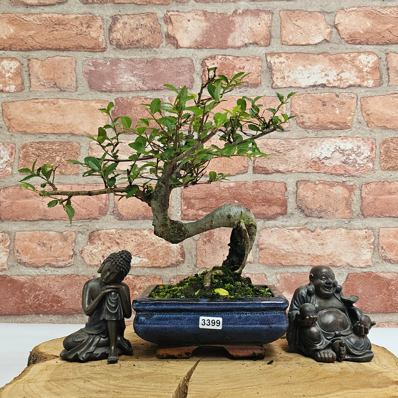 Chinese Elm (Ulmus Parvifolia) Bonsai Tree | Shaped | In 15cm Pot