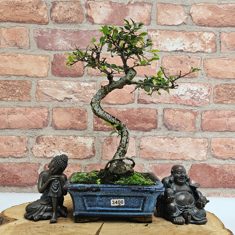 Chinese Elm (Ulmus Parvifolia) Bonsai Tree | Shaped | In 15cm Pot