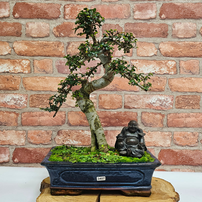 Chinese Elm (Ulmus Parvifolia) Bonsai Tree | Shaped | In 30cm Pot