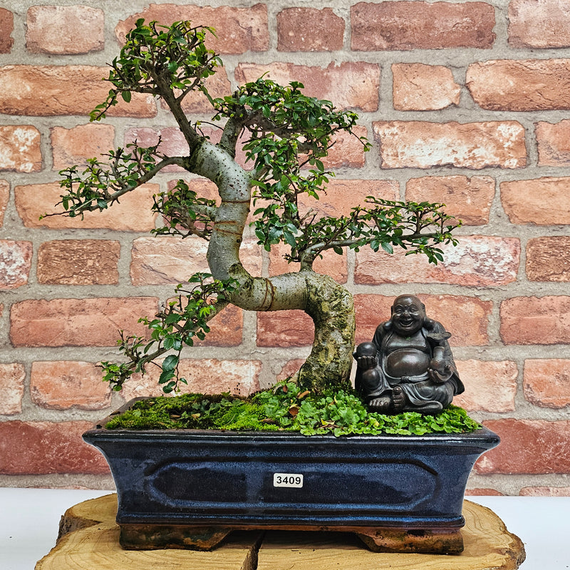 Chinese Elm (Ulmus Parvifolia) Bonsai Tree | Shaped | In 30cm Pot