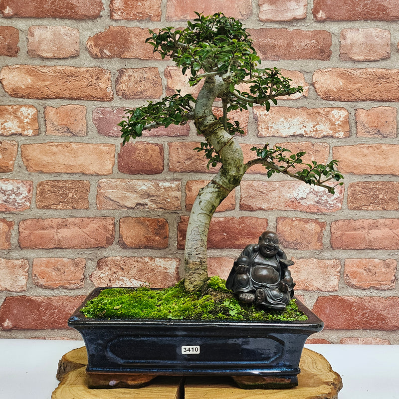 Chinese Elm (Ulmus Parvifolia) Bonsai Tree | Shaped | In 30cm Pot