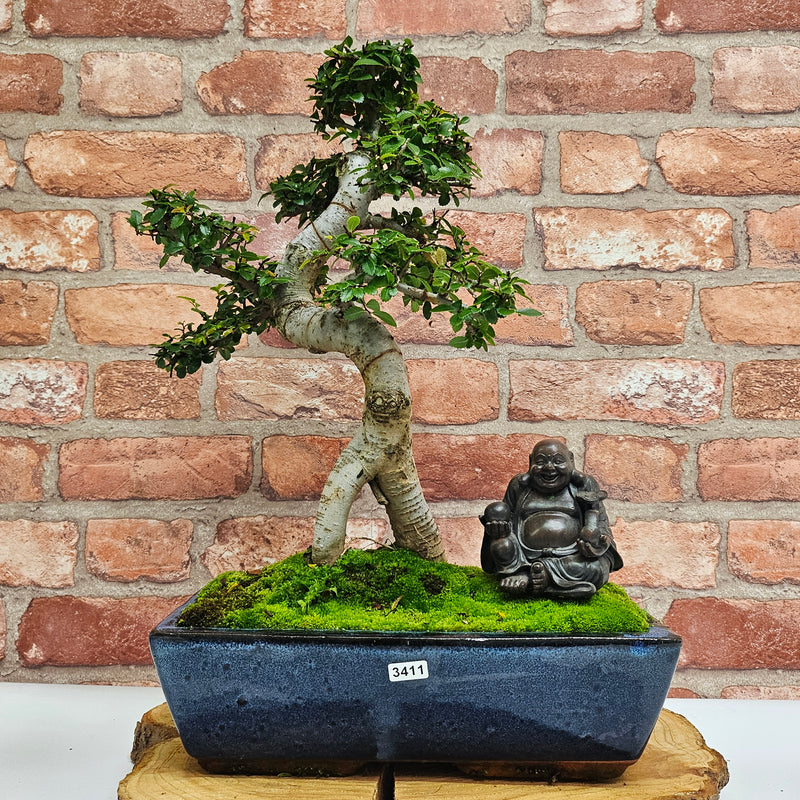 Chinese Elm (Ulmus Parvifolia) Bonsai Tree | Shaped | In 30cm Pot