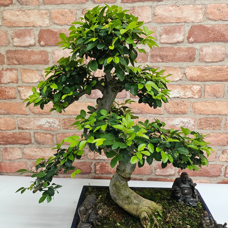 Large Chinese Elm (Ulmus Parvifolia) Bonsai Tree | Shaped | In 40cm Pot