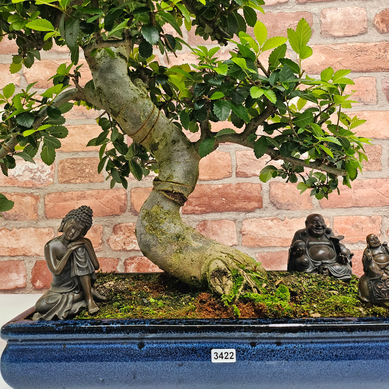 Large Chinese Elm (Ulmus Parvifolia) Bonsai Tree | Shaped | In 40cm Pot